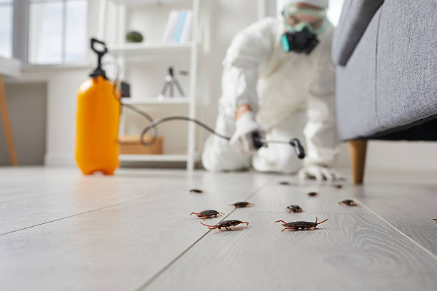 Affordable Termite Control solutions in Springhill, LA